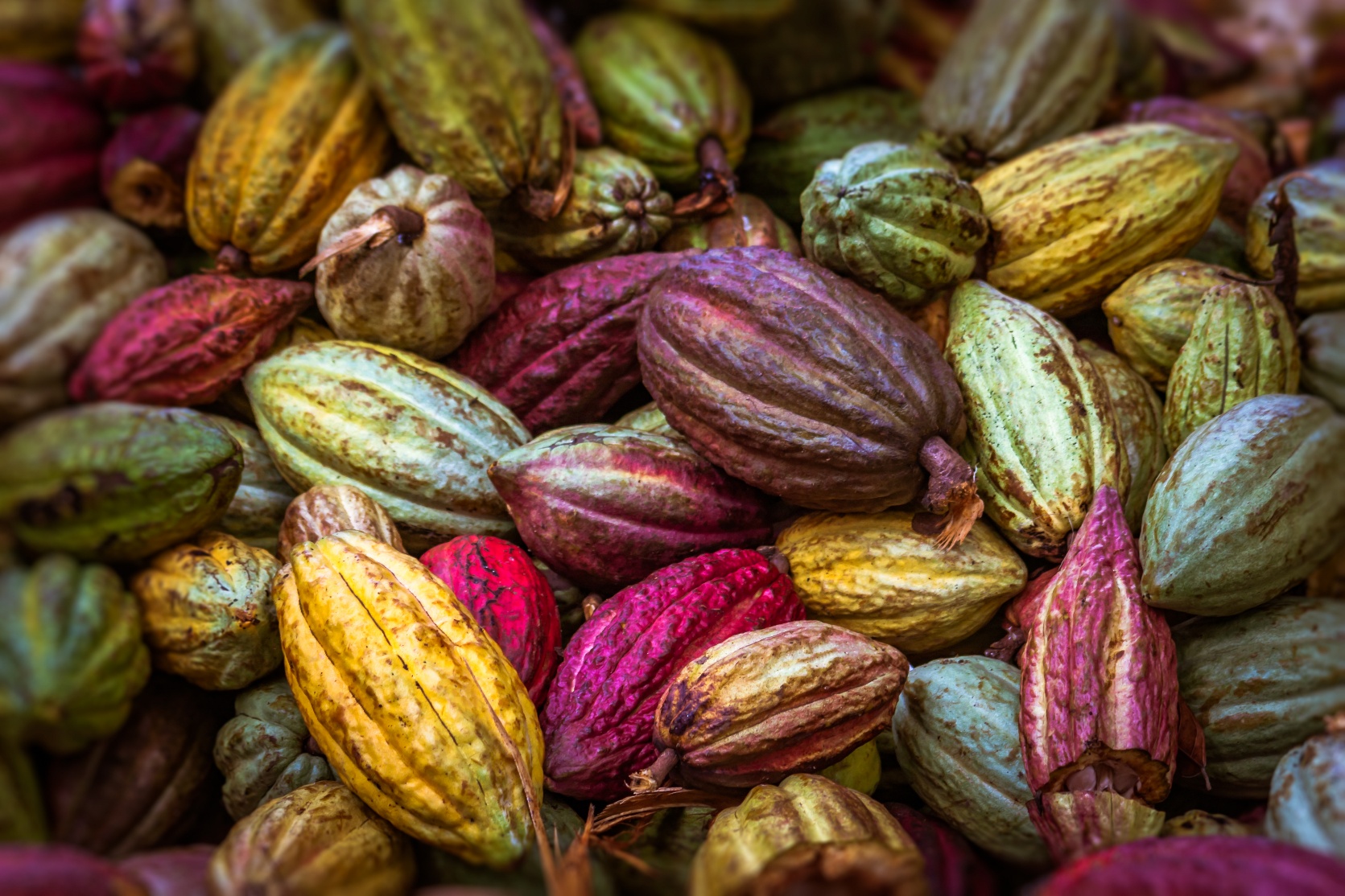 Cocoa Pods Agriculture