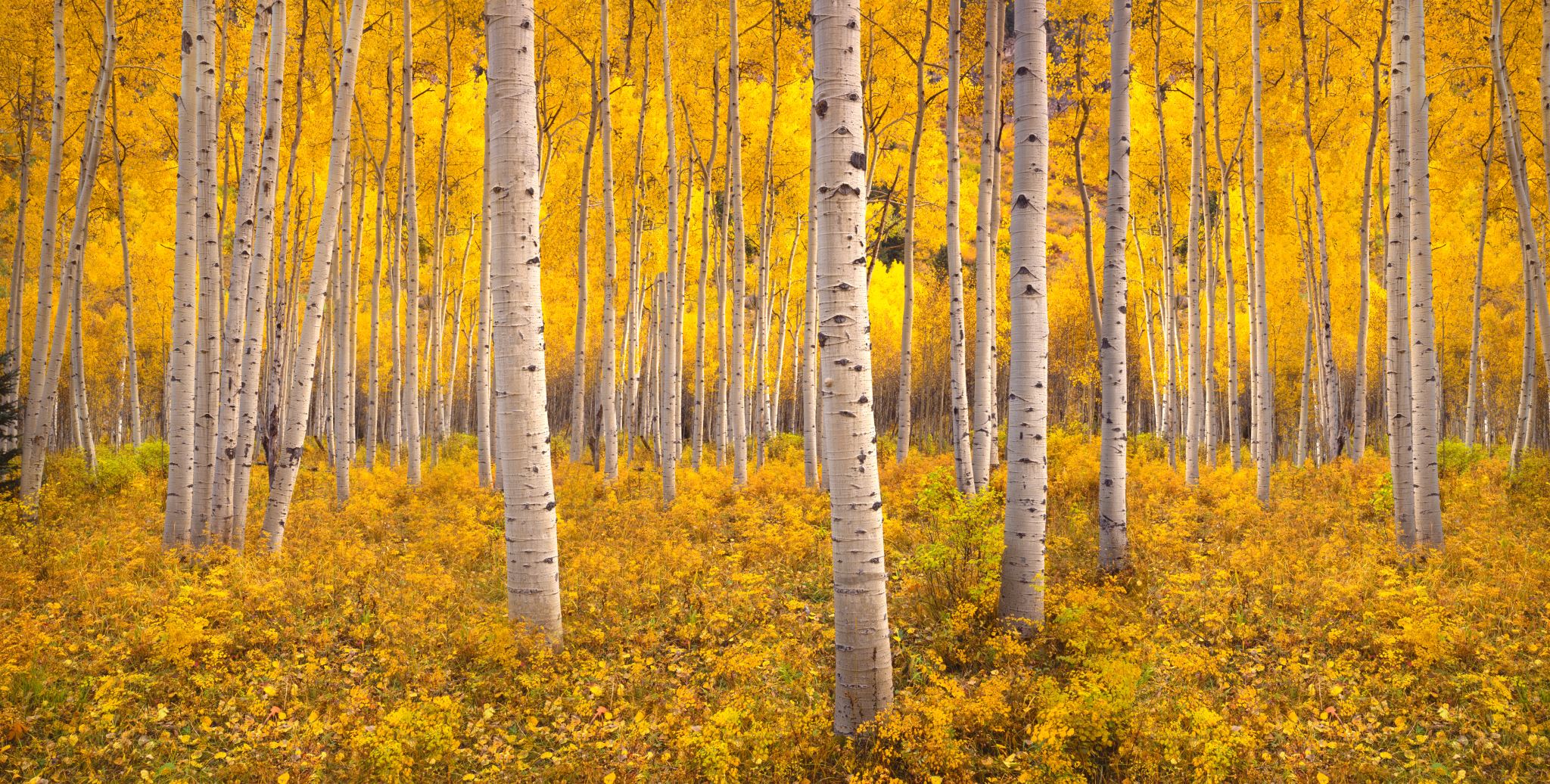 Liberian Rainforest
